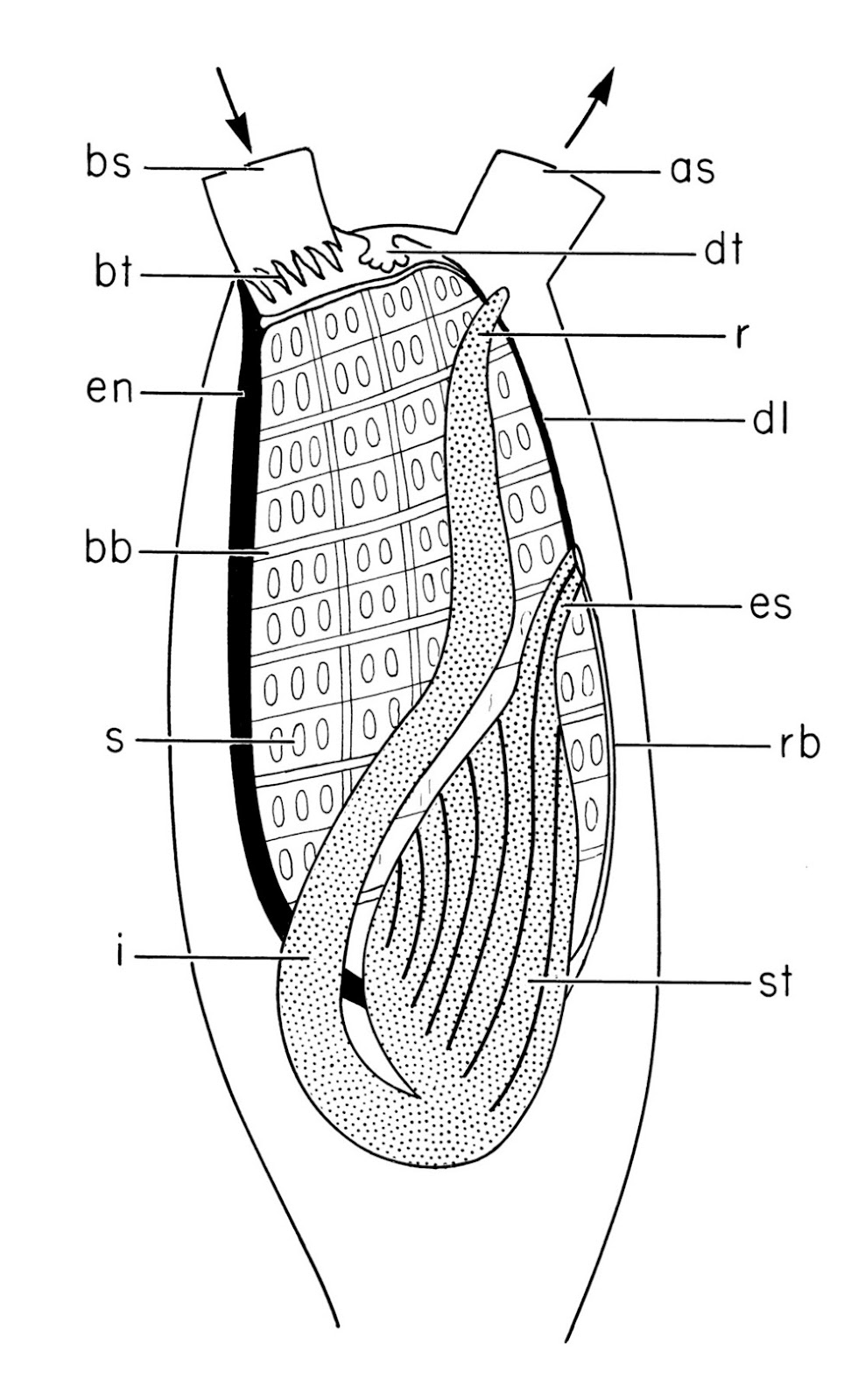 Harbor Watch Ascidian Filter Feeding Mechanism
