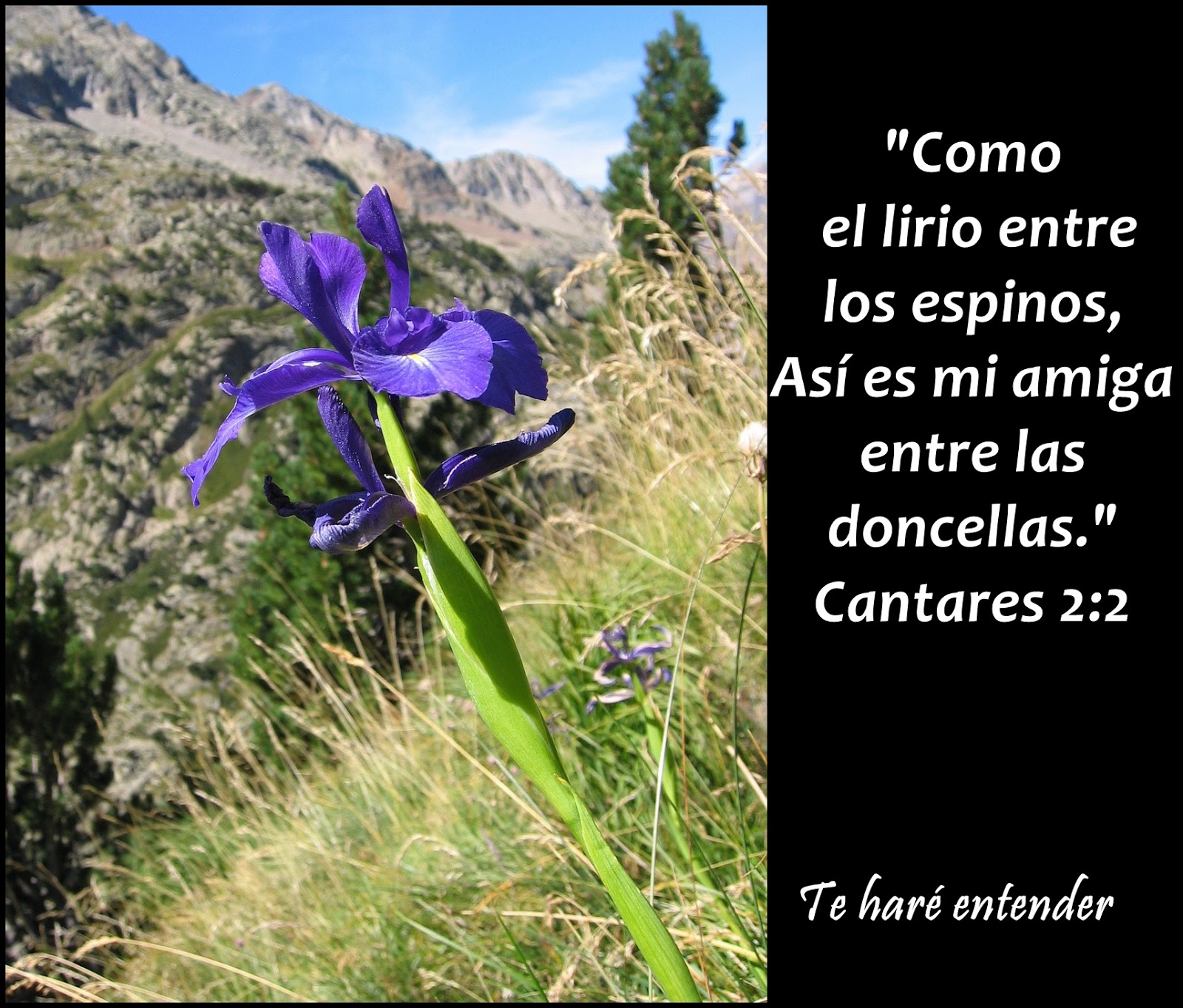 Te Haré Entender... COMO LIRIO ENTRE ESPINOS