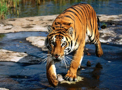 Tigre feróz caminando sobre el agua turquesa