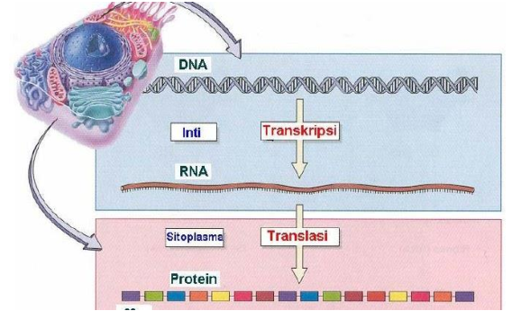 Materi Biologi Kelas Xii Bab Iii B Sintesis Protein Kompas Belajar