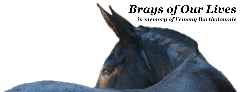 Brays Of Our Lives