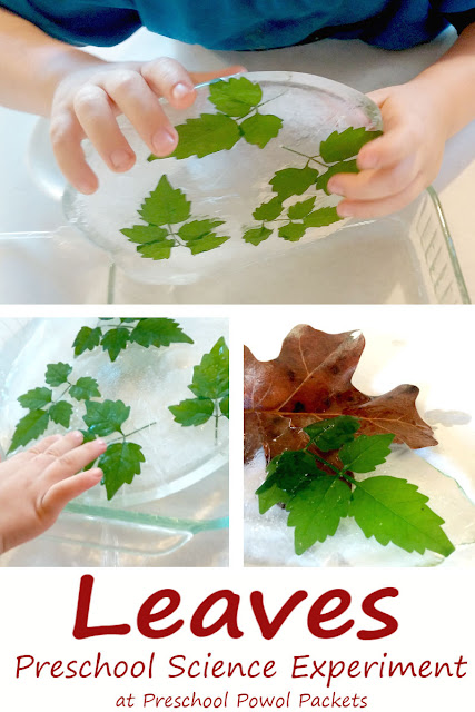 Preschool Leaf Science Experiment | Preschool Powol Packets