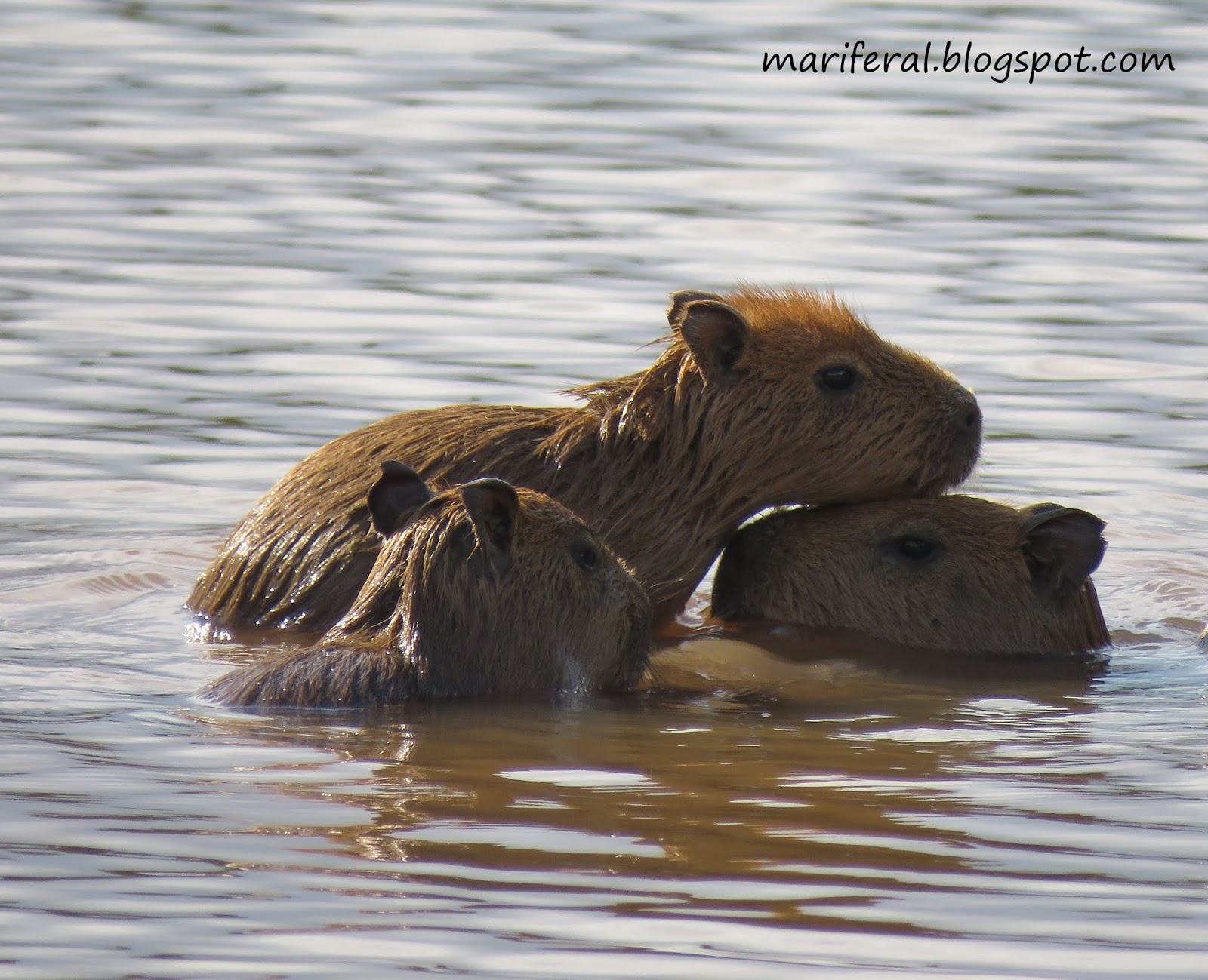 15 fotos que provam que a capivara é o animal mais simpático da natureza -  Revista Galileu