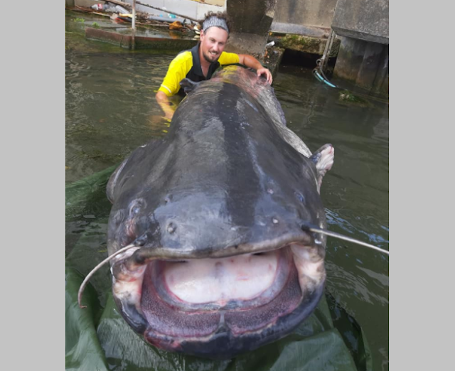 INSOLITE : Il pêche un silure géant dans la Seine