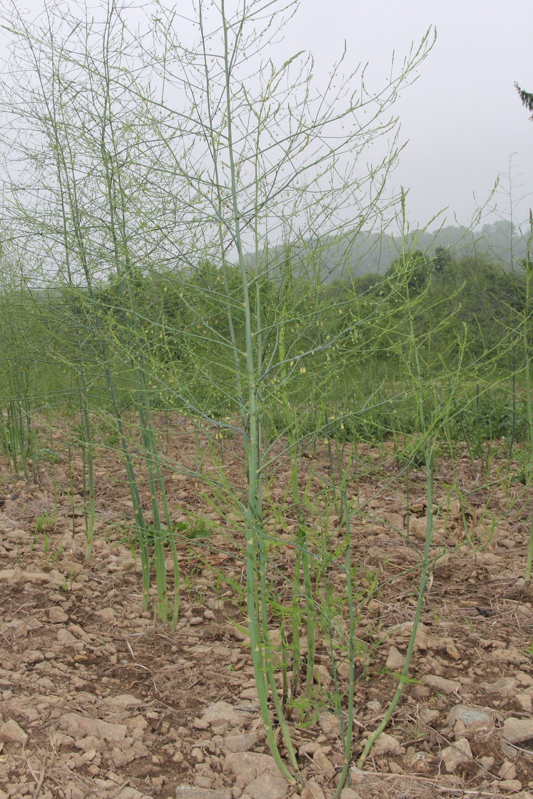 Stony Hill Farms CSA Asparagus