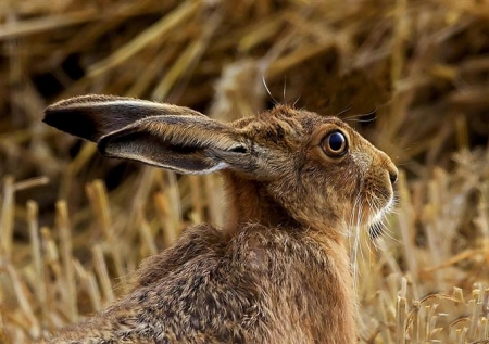 Nikon D3100: British Wildlife Photography Awards Competition Now Open