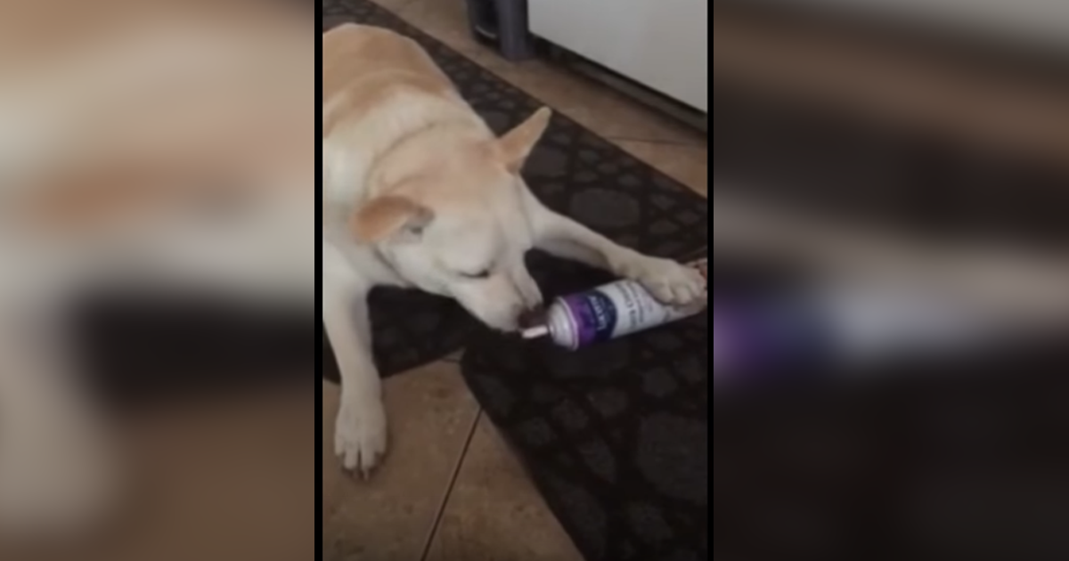Mom catches dog eating whipped cream from can • Dogs & Puppies Lovers