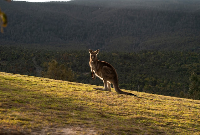 Kangaroo, Tidbinbilla Nature Reserve, ACT © Tourism Australia  Kangaroo, Tidbinbilla Nature Reserve, Australian Capital Territory