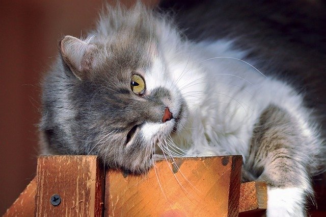 cara mengatasi bulu kucing rontok bulu kucing rontok