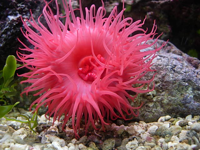 Los animales invertebrados: Los poríferos y los celentéreos