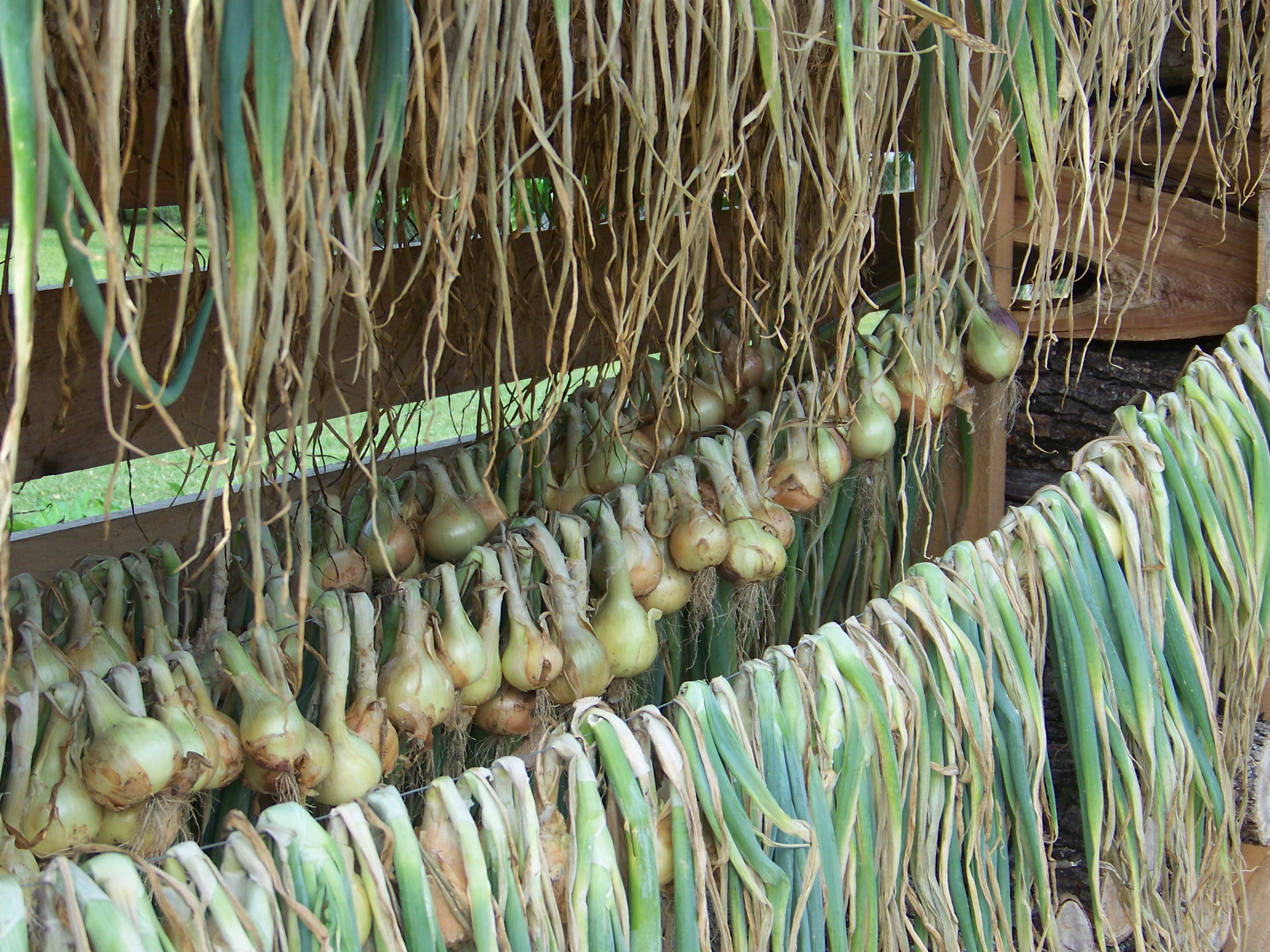 Hickery Holler Farm Onions Hanging