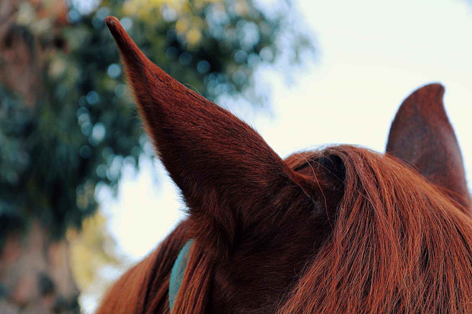 Understanding a Horse's Senses equestrian knowledge