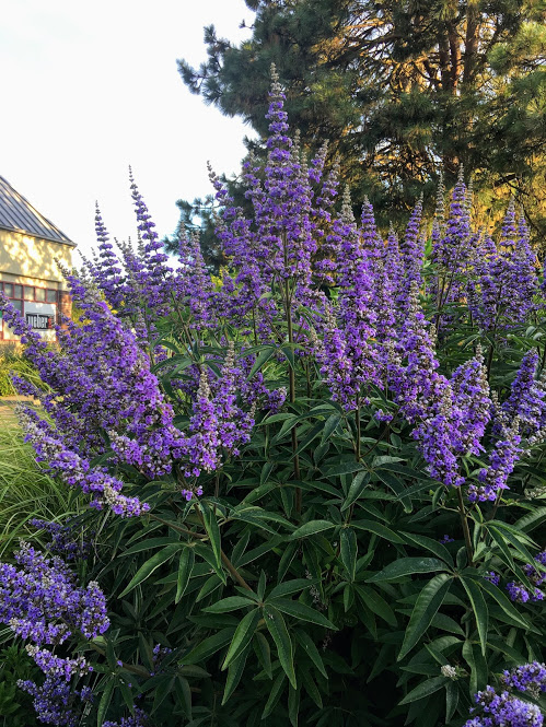 Beautiful Thickets Of Shrubs With Bright Spring Purple Flowers Of