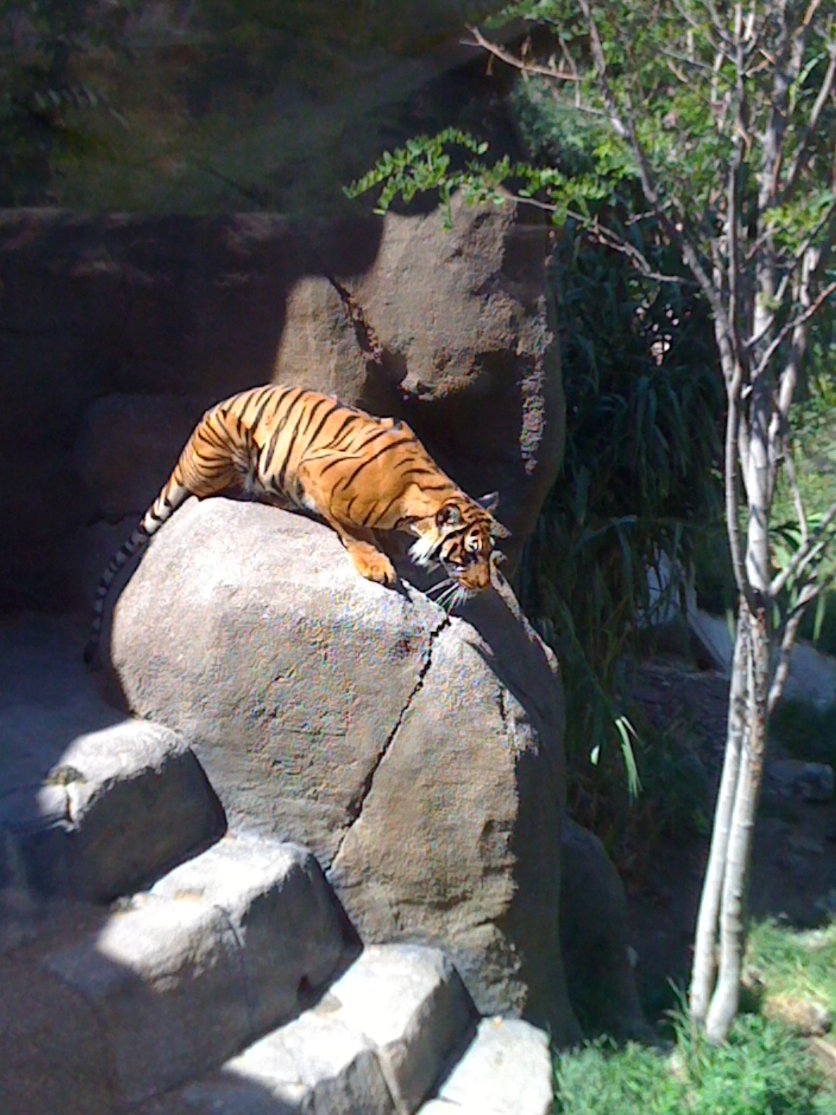 A Zoo Adventure First Two Days At The El Paso Zoo a-zoo-adventure-first-two-days-at-the-el-paso-zoo