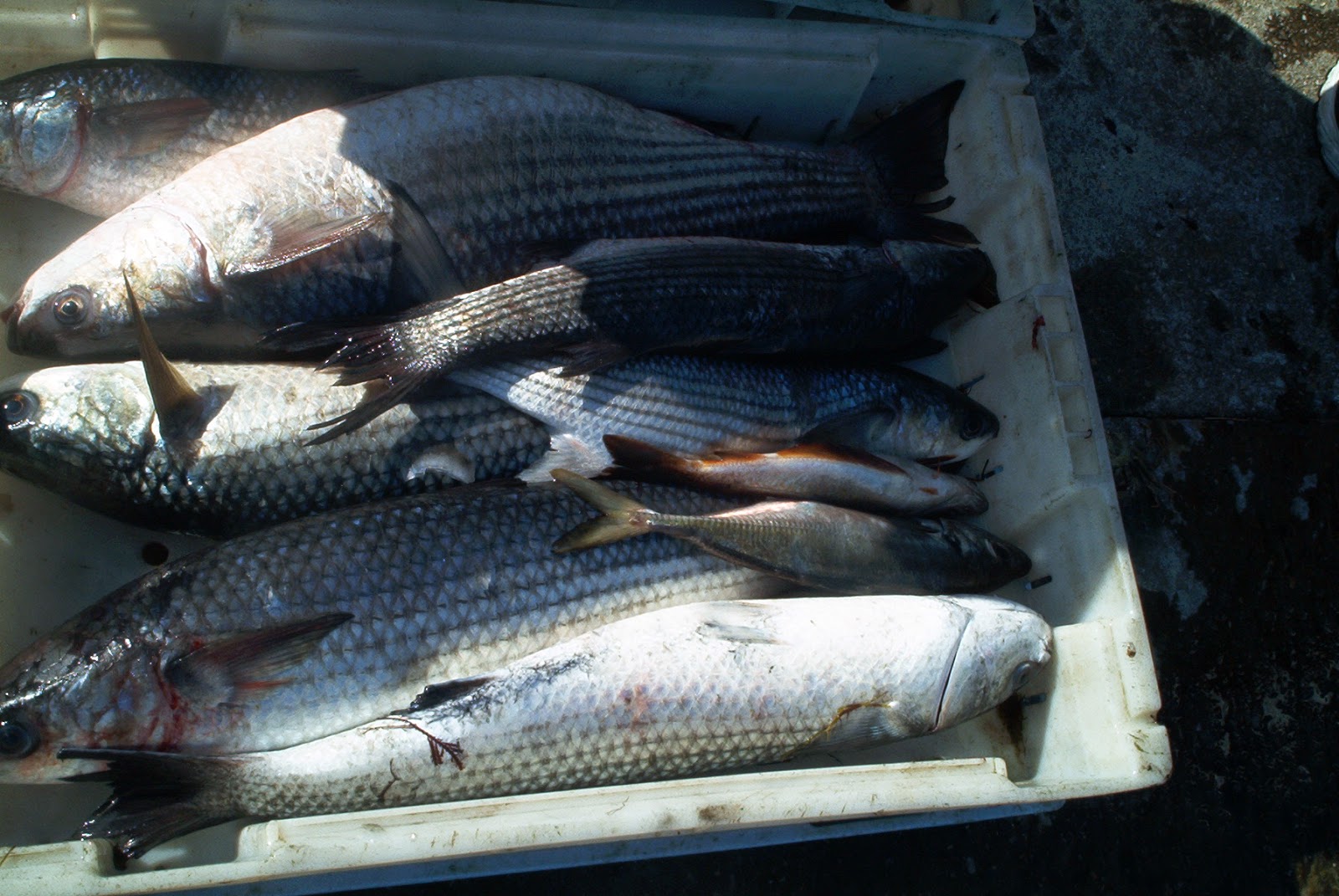 El rincón de Mundín: PESCADOS: EL MUIL, MÚJOL O LISA