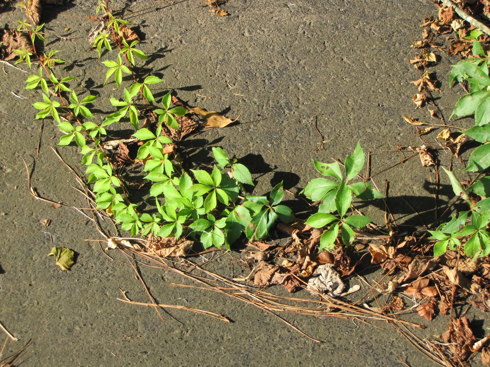 Faith, Folklore, and Friends Folklife Friday Poison Ivy
