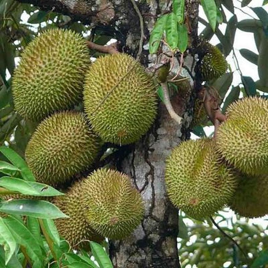 Bibit Tanaman Durian Pelangi Manokwari Unggul Cepat Berbuah Termurah Lampung