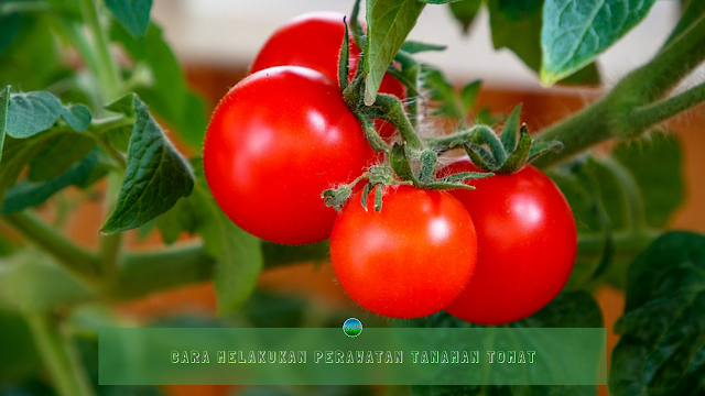 Cara Melakukan Perawatan Tanaman Tomat