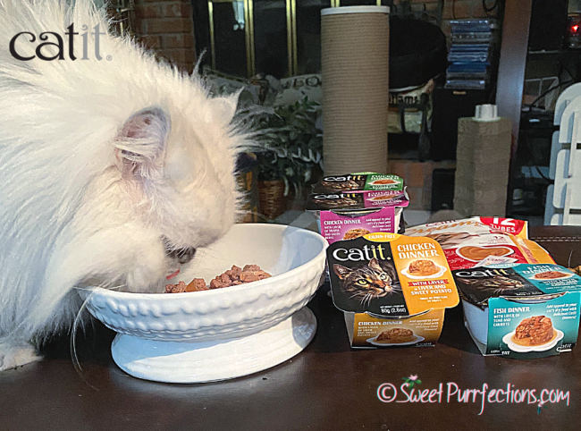 Silver shaded Persian Cat, Truffle, enjoying her Catit products