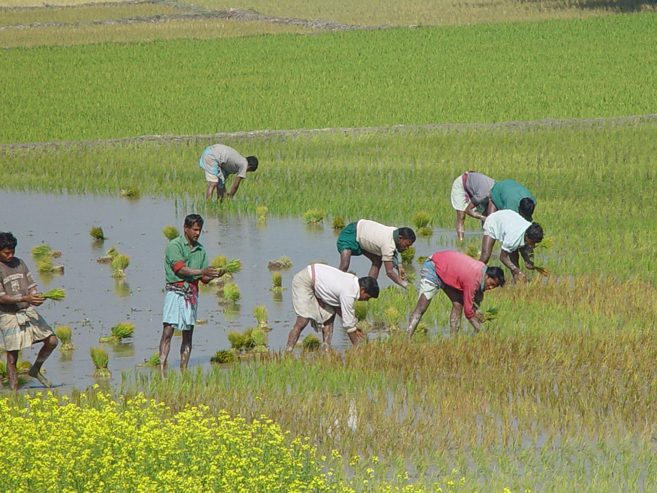 бангладеш земледелие. бангладеш презентация. бангладеш сельское хозяйство. хозяйство страны бангладеш. бангладеш чайные плантации.