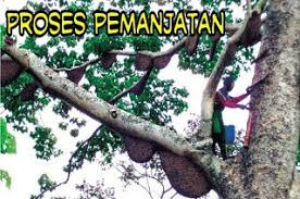 Jual Madu Asli Lebah Hutan Liar 100℅ Murni Tanpa Campuran