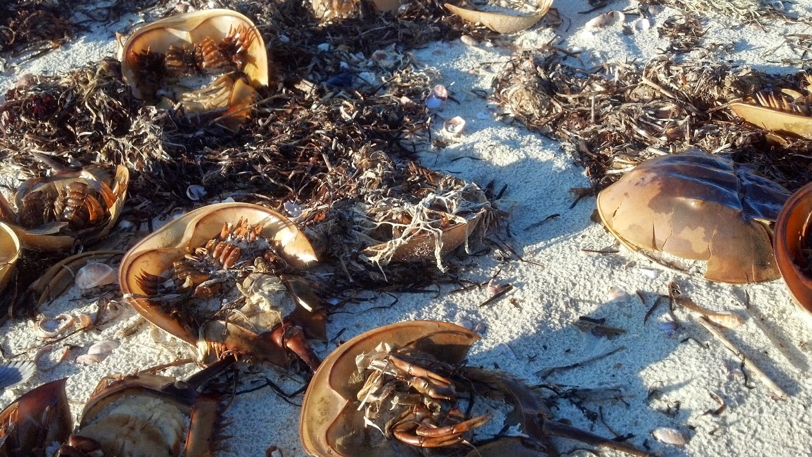Old Mill Point News Why so many "Dead" Horseshoe Crabs on the Beach?