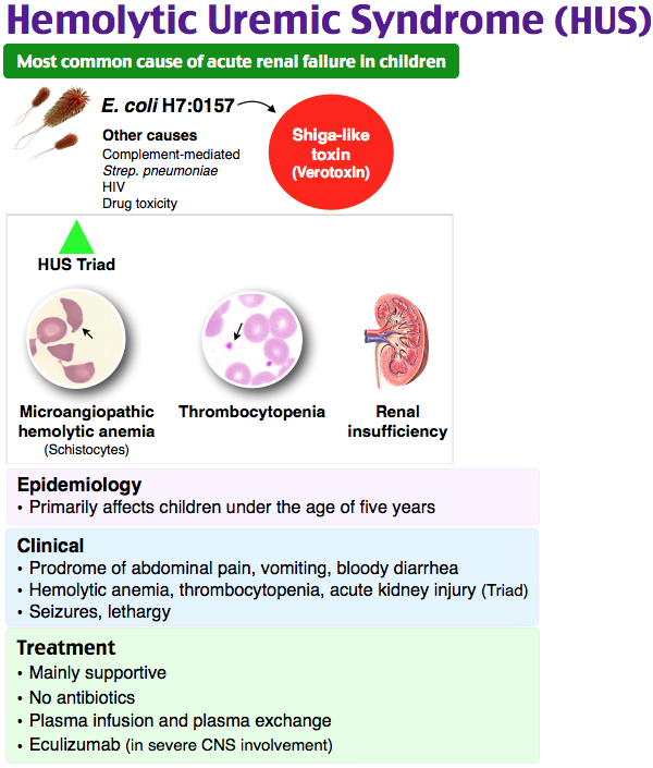 Hemolytic uremic syndrome,what to know