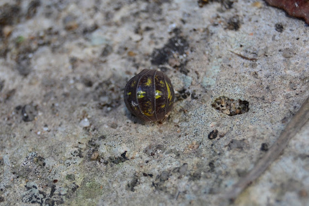 Armadillidium granulatum Armadillidium granulatum