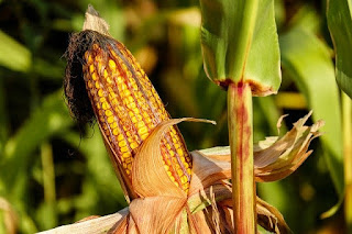 scientist name of corn