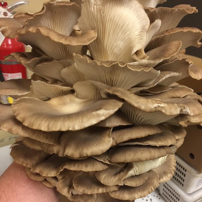 प्लुरोट्स साजोर काजू | Pleurotus Sajorcaju | Grey Oyster Mushrooms