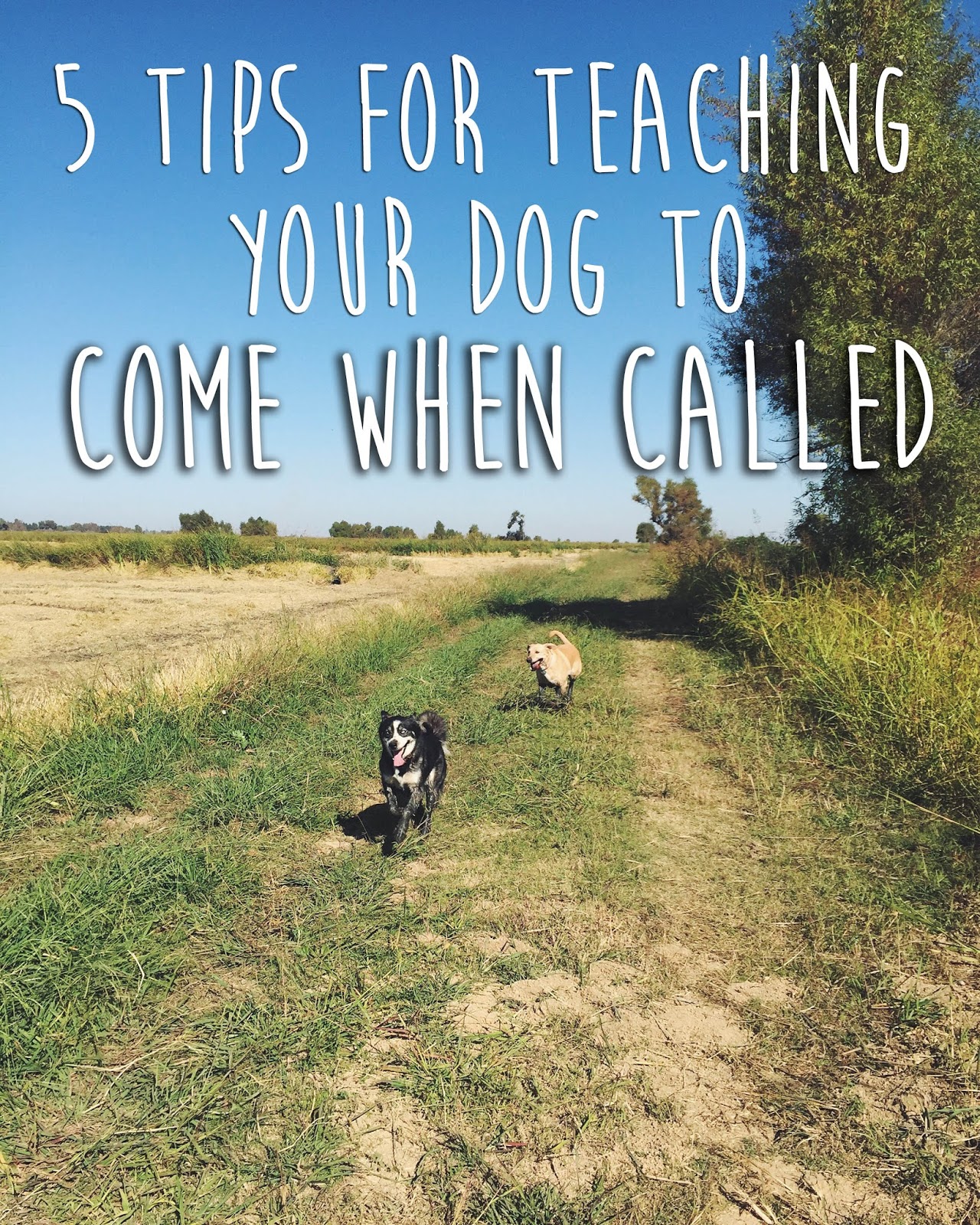 5 Tips for Teaching Your Dog to Come When Called Path & Paw