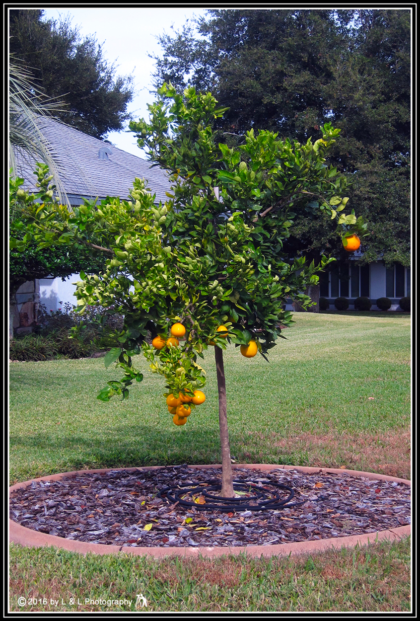 Ocala, Central Florida & Beyond Orange Tree