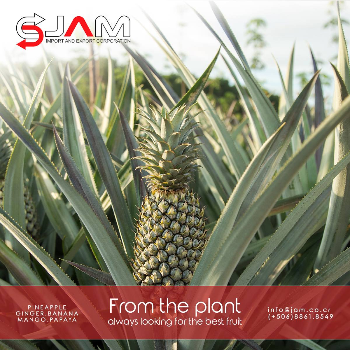 JAM Export and Import Corporation