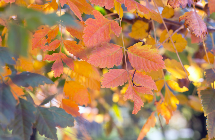 album flores fotografía macro