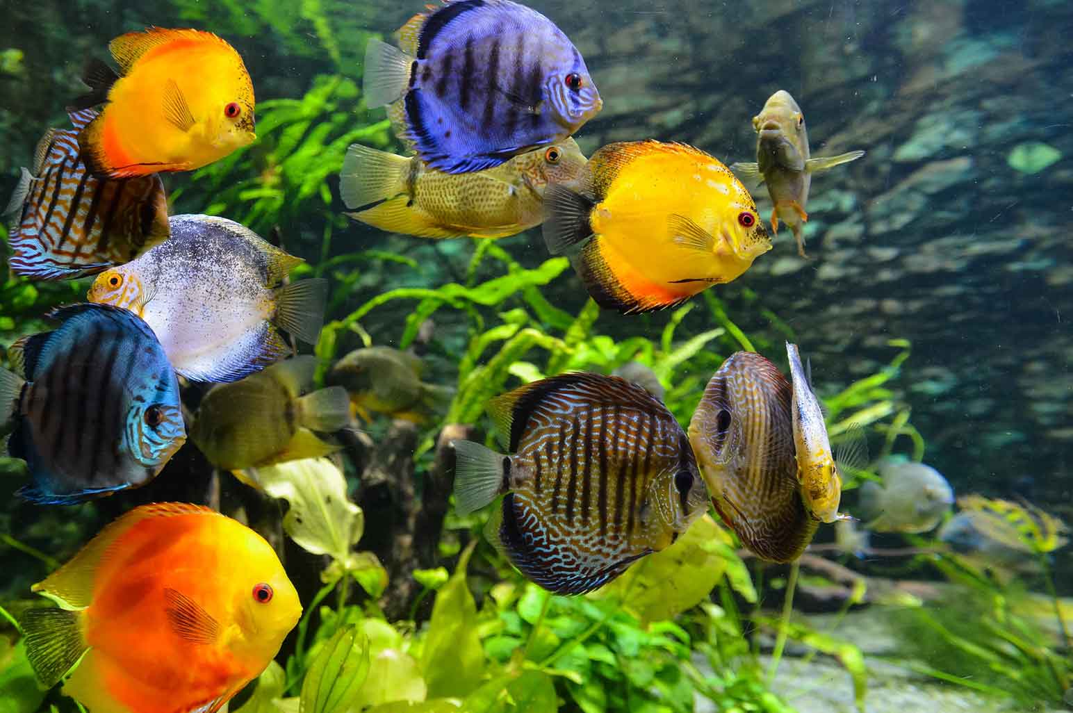 Step by Step Guide Every Aquarium Fishkeeper Should Follow