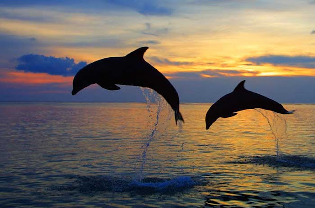Wisata Lumba-lumba Lovina, Atraksi dolphin liar di tengah laut lovina