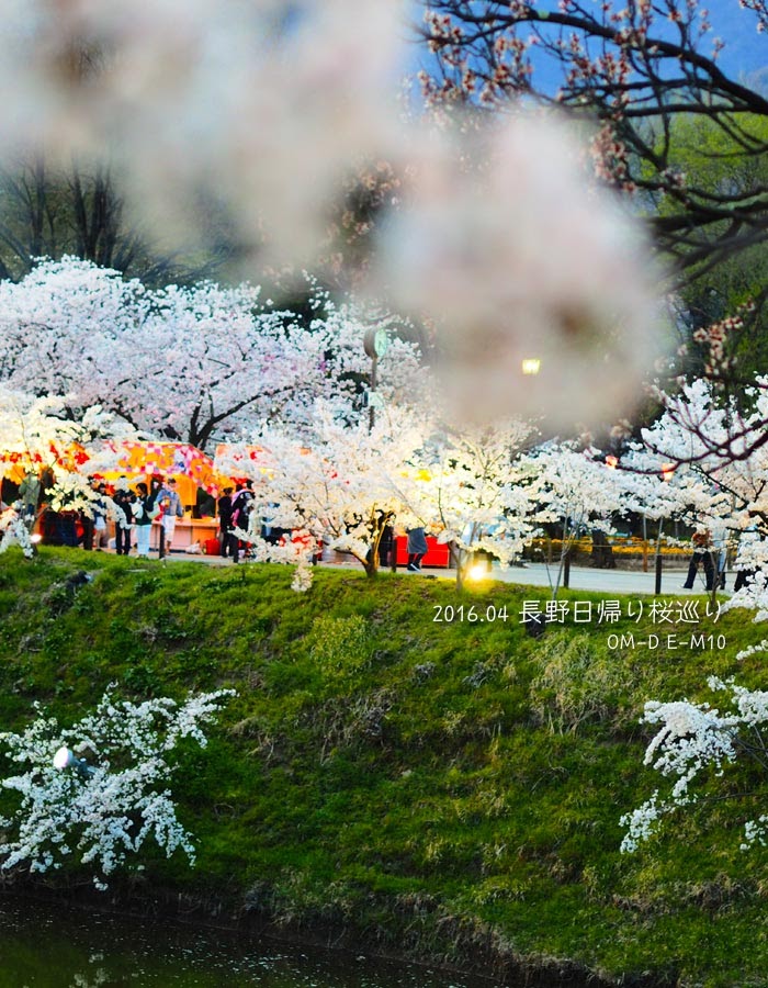 上田城址公園の桜