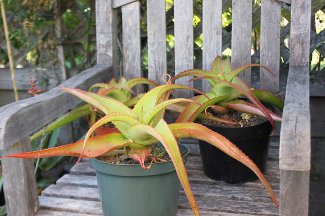 three Aloe vanbalenii in 8 inch pots