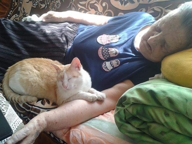 Old woman with a cat lying in bed ill