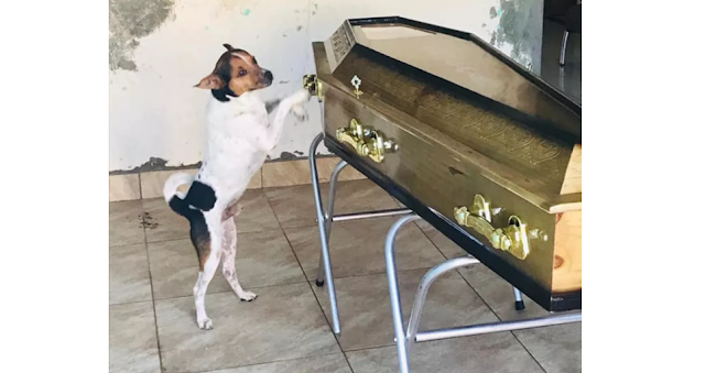 Cachorro chora e acompanha velório da tutora ao lado do caixão na Bahia