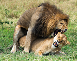 Masai Mara'da çiftleşen aslanlar.