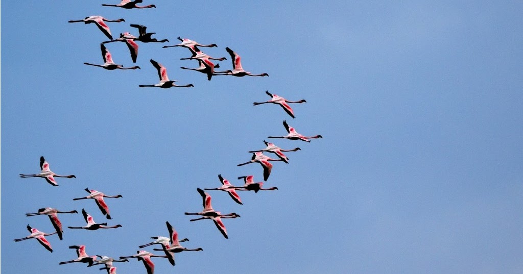 Reflections of Time: Flamingos, Navi Mumbai