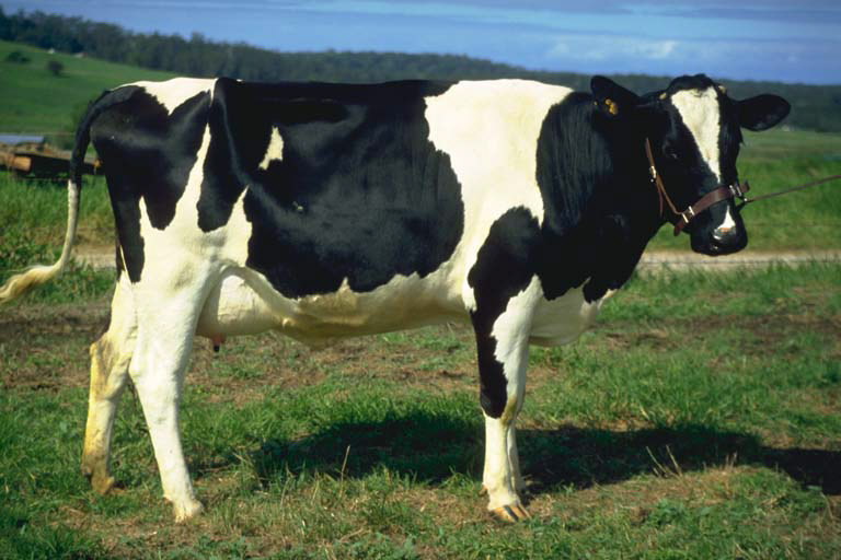 Holstein Cows with Blonde Coats - wide 8