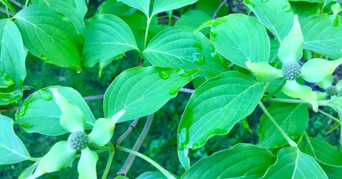 THE ROAD TAKEN Covid Cafe Refrigerator Pickles + Eggplant, Feta, and