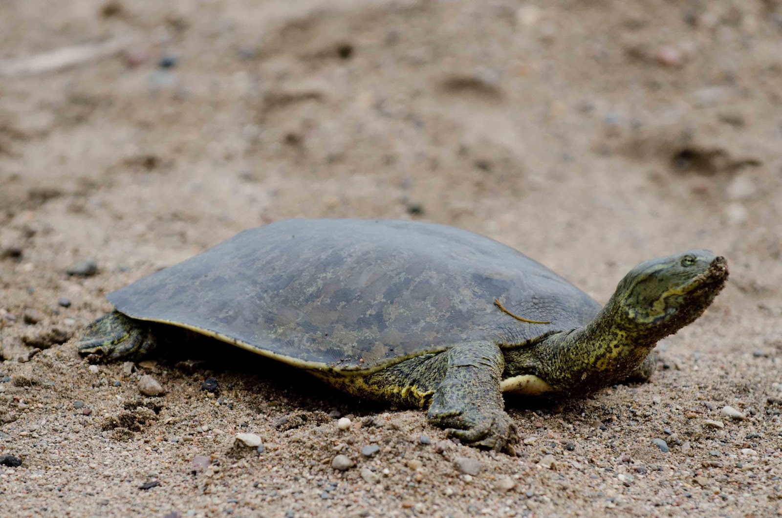 Turtle отзывы. Дальневосточная черепаха. Softshell Turtle. Softshell Turtle Shell. Дальневосточная черепаха в природе.