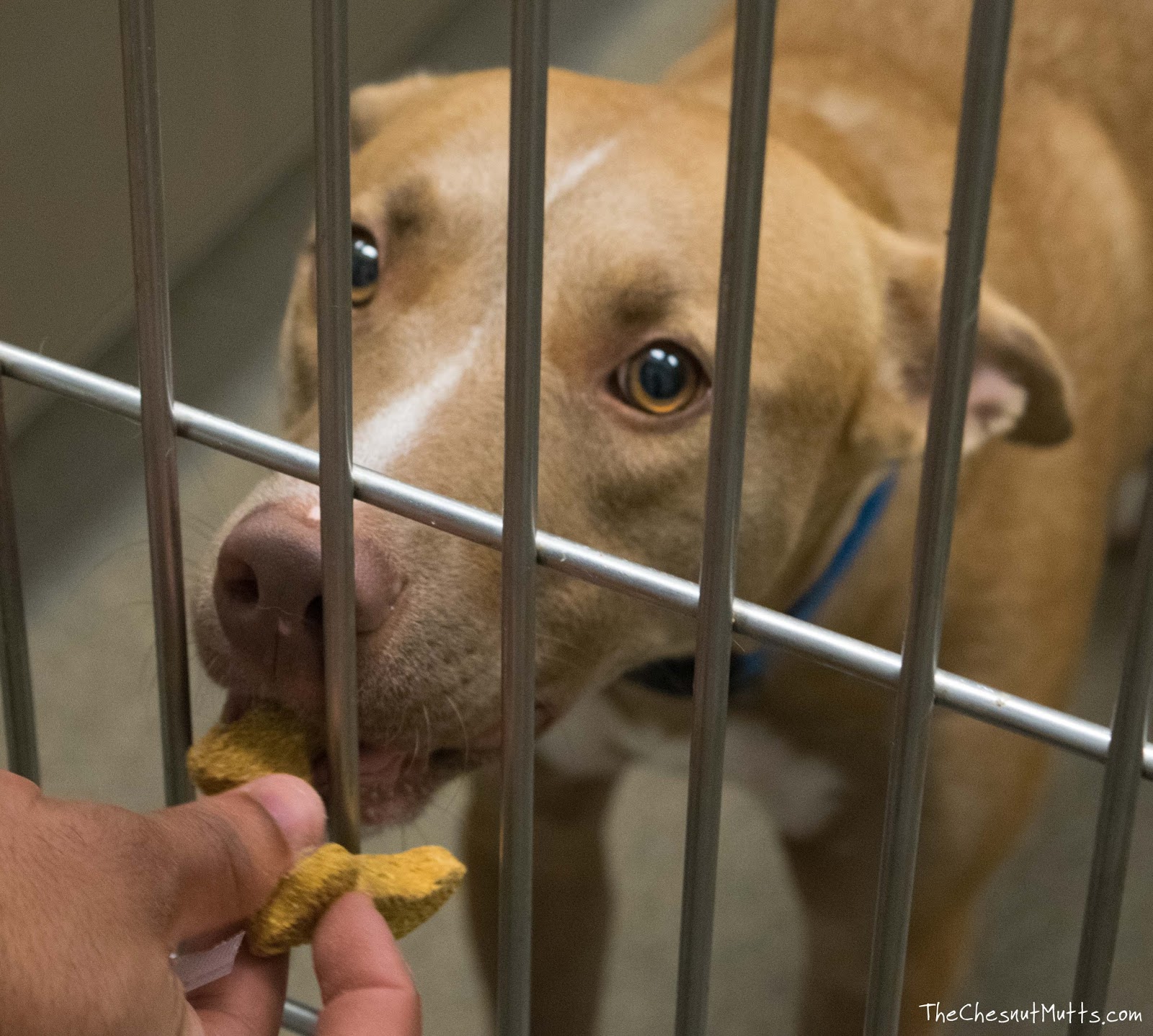 Review & Giveaway How to Help Pet Anxiety Naturally with CBD