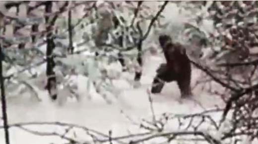 ¿Prueba de Pie Grande? Nuevo video del 'Yeti' muestra a bestia peluda gigante caminando a través del bosque de Rusia