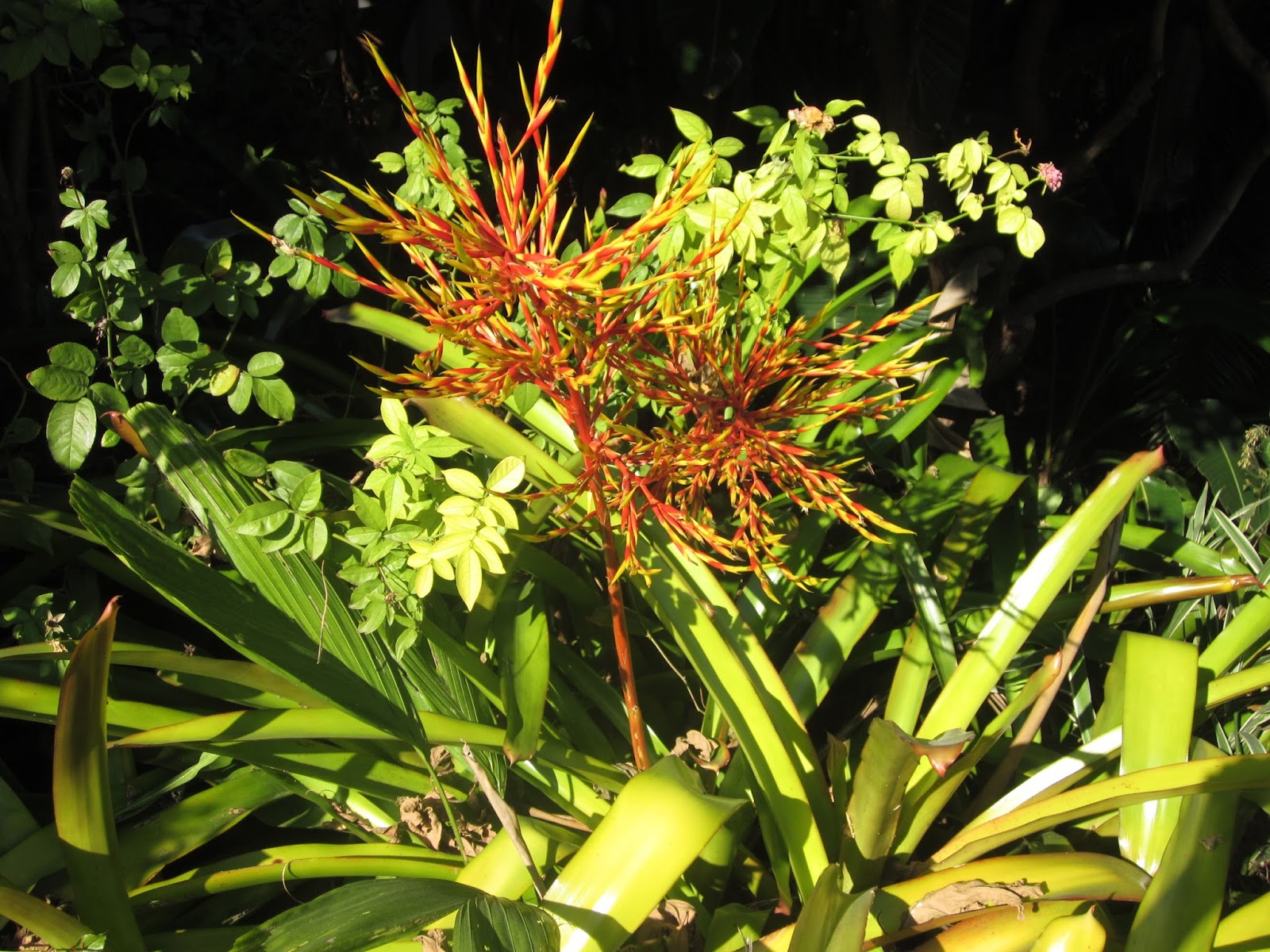Robert's Tropical Paradise Garden: Bountiful bromeliads abound in garden