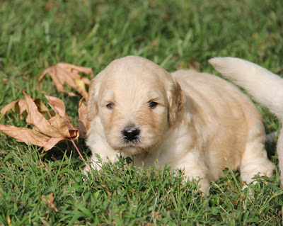 Mango Funny Images Stock Photos Vectors Shutterstock