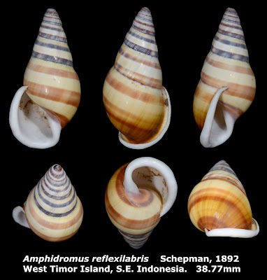 Amphidromus reflexilabris 38.77mm